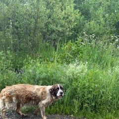 Подробнее об объявлении «Найдена собака в районе деревни кошерово Раменское» Фото: найдена собака  «Найдена собака в районе деревни кошерово Раменское» в г. Раменское