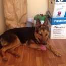 Подробнее об объявлении «Старая Купавна Найдена собака» Фото: найдена собака  «Старая Купавна Найдена собака» в г. Старая Купавна