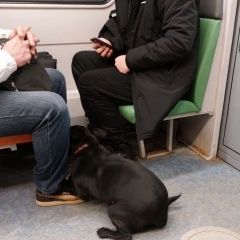 Подробнее об объявлении «Найдена собака в электричке Москва» Фото: найдена собака  «Найдена собака в электричке Москва» в г. Москва