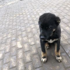 Подробнее об объявлении «Подольск Найдена собака кобель» Фото: найдена собака  «Подольск Найдена собака кобель» в г. Подольск
