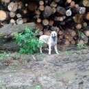 Подробнее об объявлении «Найдена собака кобель щенок овчарки 7-8 мес. срочно Химки» Фото: найдена собака Восточно-европейская овчарка «Найдена собака кобель щенок овчарки 7-8 мес....» в г. Химки