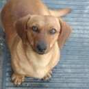 Подробнее об объявлении «Батайск Найдена собака такса» Фото: найдена собака Такса «Батайск Найдена собака такса» в г. Батайск