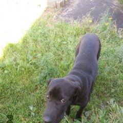 Подробнее об объявлении «Найдена собака Дзержинск» Фото: найдена собака  «Найдена собака Дзержинск» в г. Дзержинск