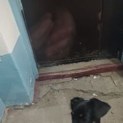 Подробнее об объявлении «Найдена собака Барнаул» Фото: найдена собака  «Найдена собака Барнаул» в г. Барнаул