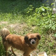 Подробнее об объявлении «Найдена собака кобель Дмитров» Фото: найдена собака Пекинес «Найдена собака кобель Дмитров» в г. Дмитров