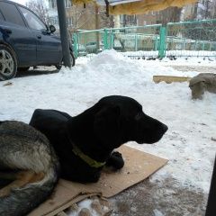 Подробнее об объявлении «Найдена собака кобель хозяин найдись   твой дик   жду  Энгельс» Фото: найдена собака  «Найдена собака кобель хозяин найдись   твой дик...» в г. Энгельс