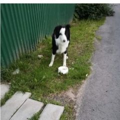 Подробнее об объявлении «Найдена собака Троицк» Фото: найдена собака  «Найдена собака Троицк» в г. Троицк