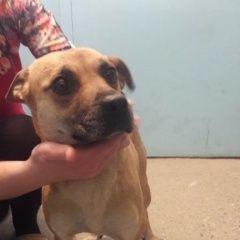 Подробнее об объявлении «Бердск Найдена собака» Фото: найдена собака  «Бердск Найдена собака» в г. Бердск