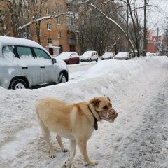Подробнее об объявлении «Мытищи Найдена собака в наморднике» Фото: найдена собака  «Мытищи Найдена собака в наморднике» в г. Мытищи