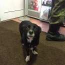 Подробнее об объявлении «Нарофоминск Найдена собака бегает потеряшка» Фото: найдена собака  «Нарофоминск Найдена собака бегает потеряшка» в г. Нарофоминск