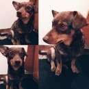 Подробнее об объявлении «Красноярск Найдена собака кобель» Фото: найдена собака  «Красноярск Найдена собака кобель» в г. Красноярск