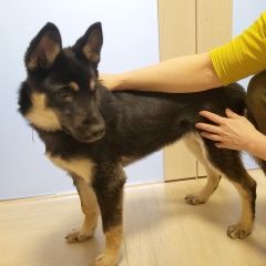 Подробнее об объявлении «Найдена собака ищем хозяев Химки» Фото: найдена собака  «Найдена собака ищем хозяев Химки» в г. Химки