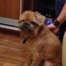 Подробнее об объявлении «Красноярск Найдена собака кобель» Фото: найдена собака Брюссельский гриффон «Красноярск Найдена собака кобель» в г. Красноярск