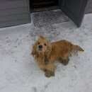 Подробнее об объявлении «Красноярск Найдена собака кобель американский кокер-спаниель» Фото: найдена собака Американский кокер-спаниель «Красноярск Найдена собака кобель американский...» в г. Красноярск