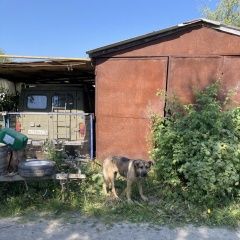 Подробнее об объявлении «Петрозаводск Найдена собака» Фото: найдена собака  «Петрозаводск Найдена собака» в г. Петрозаводск