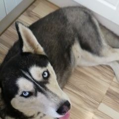 Подробнее об объявлении «Краснодар Найдена собака хаска. самкаа» Фото: найдена собака  «Краснодар Найдена собака хаска. самкаа» в г. Краснодар