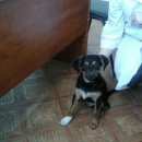 Подробнее об объявлении «Найдена собака кобель щенок. г. Ангарск» Фото: найдена собака  «Найдена собака кобель щенок. г. Ангарск» в г. Ангарск