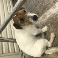 Подробнее об объявлении «Найдена собака Южно-Сахалинск» Фото: найдена собака Джек рассел терьер «Найдена собака Южно-Сахалинск» в г. Южно-Сахалинск