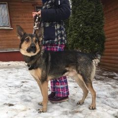 Подробнее об объявлении «Найдена собака кобель пристроить в хорошие руки Москва» Фото: найдена собака  «Найдена собака кобель пристроить в хорошие руки...» в г. Москва