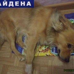 Подробнее об объявлении «Найдена собака кобель Нижнекамск» Фото: найдена собака  «Найдена собака кобель Нижнекамск» в г. Нижнекамск