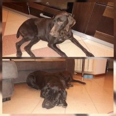 Подробнее об объявлении «Краснодар Найдена собака» Фото: найдена собака Курцхаар «Краснодар Найдена собака» в г. Краснодар