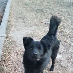 Подробнее об объявлении «Найдена собака кобель молодой песик ищет хозяев или новый дом Хабаровск» Фото: найдена собака  «Найдена собака кобель молодой песик ищет хозяев...» в г. Хабаровск