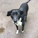 Подробнее об объявлении «Найдена собака Нижний Новгород» Фото: найдена собака  «Найдена собака Нижний Новгород» в г. Нижний Новгород