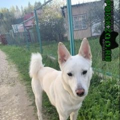Подробнее об объявлении «Найдена собака кобель щенок мальчик Истра» Фото: найдена собака  «Найдена собака кобель щенок мальчик Истра» в г. Истра