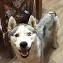 Подробнее об объявлении «Найдена собака кобель хаски Химки» Фото: найдена собака  «Найдена собака кобель хаски Химки» в г. Химки