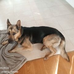 Подробнее об объявлении «Найдена собака кобель Кимры» Фото: найдена собака Немецкая овчарка «Найдена собака кобель Кимры» в г. Кимры