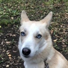 Подробнее об объявлении «Найдена собака на волгоградском пр-те д50 Москва» Фото: найдена собака  «Найдена собака на волгоградском пр-те д50 Москва» в г. Москва