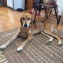 Подробнее об объявлении «Найдена собака кобель. Дмитров» Фото: найдена собака  «Найдена собака кобель. Дмитров» в г. Дмитров