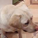 Подробнее об объявлении «Абакан Найдена собака кобель» Фото: найдена собака Лабрадор ретривер «Абакан Найдена собака кобель» в г. Абакан