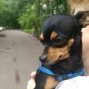 Подробнее об объявлении «Москва Найдена собака кобель чихуахуа или тойтерьер» Фото: найдена собака Той-терьер «Москва Найдена собака кобель чихуахуа или...» в г. Москва