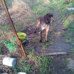 Подробнее об объявлении «Краснодар Найдена собака кобель 18 км рост трассы» Фото: найдена собака Пойнтер «Краснодар Найдена собака кобель 18 км рост трассы» в г. Краснодар