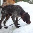 Подробнее об объявлении «Найдена собака кобель дратхаар Нижний Новгород» Фото: найдена собака Дратхаар «Найдена собака кобель дратхаар Нижний Новгород» в г. Нижний Новгород