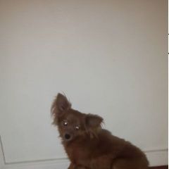 Подробнее об объявлении «Найдена собака похожа на породу бабочка Смоленск» Фото: найдена собака  «Найдена собака похожа на породу бабочка Смоленск» в г. Смоленск