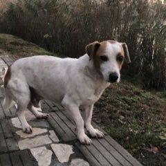 Подробнее об объявлении «Краснодар Найдена собака кобель» Фото: найдена собака  «Краснодар Найдена собака кобель» в г. Краснодар