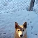 Подробнее об объявлении «Рыбинск Найдена собака» Фото: найдена собака  «Рыбинск Найдена собака» в г. Рыбинск