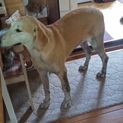 Подробнее об объявлении «Найдена собака русская гончая Ясногорск» Фото: найдена собака Гончая «Найдена собака русская гончая Ясногорск» в г. Ясногорск