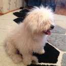 Подробнее об объявлении «Найдена собака кобель Челябинск» Фото: найдена собака Мальтийская болонка «Найдена собака кобель Челябинск» в г. Челябинск
