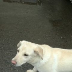 Подробнее об объявлении «Найдена собака Дмитров» Фото: найдена собака  «Найдена собака Дмитров» в г. Дмитров