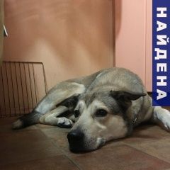 Подробнее об объявлении «Найдена собака кобель крылатское сос Москва» Фото: найдена собака  «Найдена собака кобель крылатское сос Москва» в г. Москва