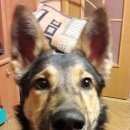 Подробнее об объявлении «Красноярск Найдена собака кобель» Фото: найдена собака  «Красноярск Найдена собака кобель» в г. Красноярск