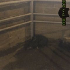 Подробнее об объявлении «Найдена собака Нижний Новгород» Фото: найдена собака  «Найдена собака Нижний Новгород» в г. Нижний Новгород