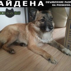 Подробнее об объявлении «Найдена собака кобель Нижний Новгород» Фото: найдена собака  «Найдена собака кобель Нижний Новгород» в г. Нижний Новгород