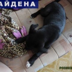 Подробнее об объявлении «Тольятти Найдена собака» Фото: найдена собака  «Тольятти Найдена собака» в г. Тольятти