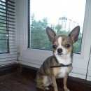 Подробнее об объявлении «Боровск Найдена собака кобель чихуахуа» Фото: найдена собака Чихуахуа «Боровск Найдена собака кобель чихуахуа» в г. Боровск