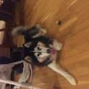 Подробнее об объявлении «Нарофоминск Найдена собака кобель сибирский хаски» Фото: найдена собака Сибирская хаски «Нарофоминск Найдена собака кобель сибирский хаски» в г. Нарофоминск