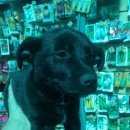 Подробнее об объявлении «Михнево Найдена собака кобель в малино» Фото: найдена собака  «Михнево Найдена собака кобель в малино» в г. Михнево